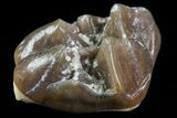 Oligocene Horse (Mesohippus) Tooth - South Dakota #73642-1